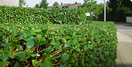 Gartenanlage